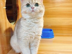 -猫十亿·布偶金渐层·曼基康矮脚猫舍(青年路店)