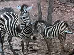 -清迈夜间动物园