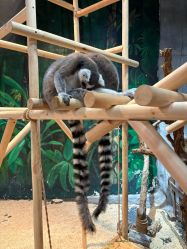 -Zoolung Zoolung动物主题公园(海信广场店)