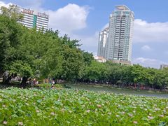 -荔湾湖公园
