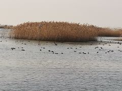 -苏州太湖湖滨国家湿地公园