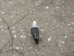 -海驴岛(荣成市)