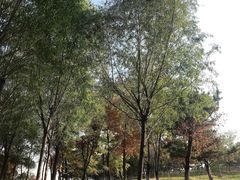 -莫子山公园