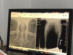 -睿金宠物医院·CT·肿瘤·骨外科