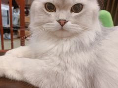 -逗柴咖啡屋·狗咖猫咖宠物桌游