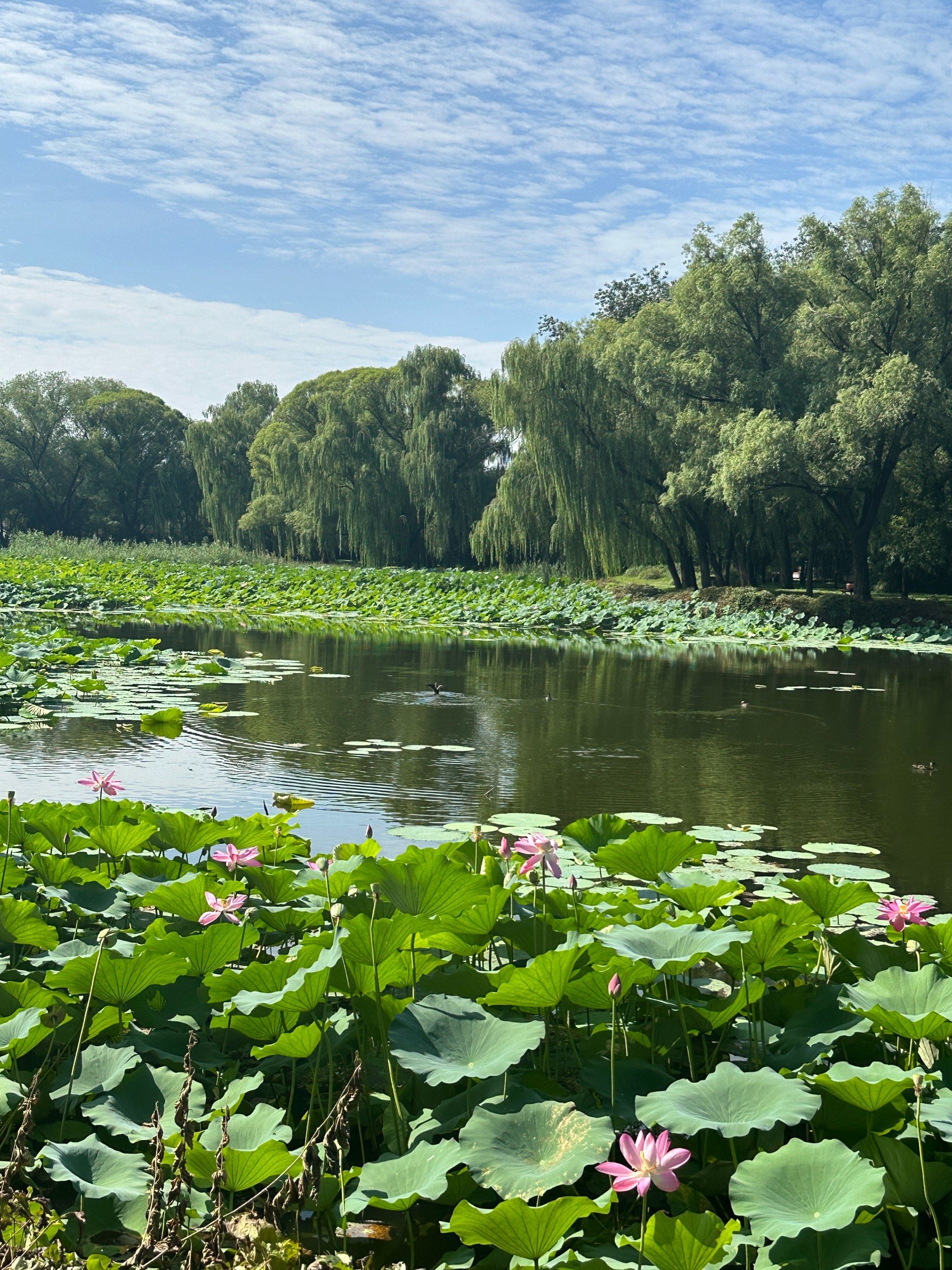 n这里是哪里,这里是颐和园的西堤,仿照苏州的西堤建造而成的!