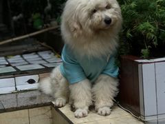 -蒋六十八梯眼镜面(渝中店)