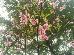 -重庆彩云湖湿地公园