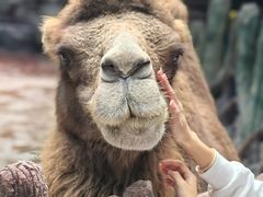 -长鹿旅游休博园