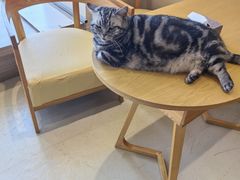 -藏猫猫咖啡主题馆(中央大道店)