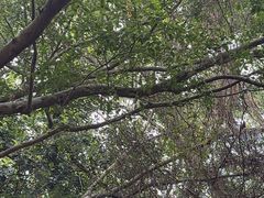 -海南热带野生动植物园