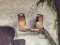 -吉隆坡雀鸟公园