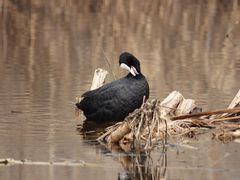 -野鸭湖国家湿地公园