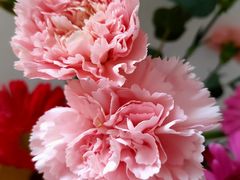 康乃馨-盒马鲜生(首义店)