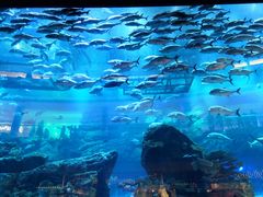-迪拜水族馆及水下动物园