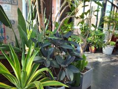 -北马山庄植趣咖啡