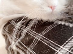 -猫腻·猫咖·撸猫馆(星光大道店)