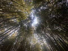 -泰山风景名胜区-普照寺