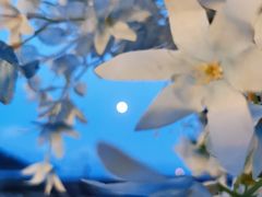 -大梅沙游艇度假酒店