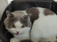 -美联众合动物医院·24h京西诊疗中心