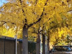 -三里屯东五街银杏大道