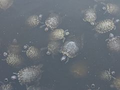 -八景休閒山莊  廣東十大名山莊