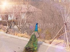-青岛森林野生动物世界