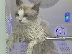 -爱洗澡的猫(天河路店)