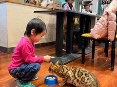 大堂-猫小院猫主题咖啡厅(北锣店)