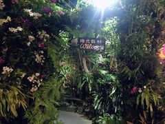 -绿光森林餐厅