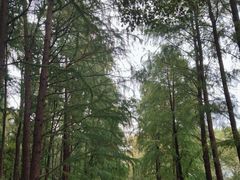 -上海共青森林公园