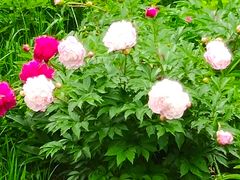 -长春公园(普阳街道)