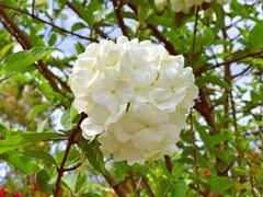 -吴淞炮台湾湿地森林公园烧烤区