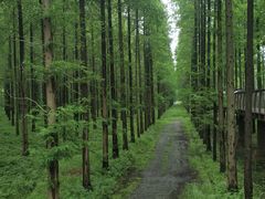 -黄海国家森林公园