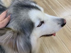 -李小姐の猫咖啡馆(五角场店)