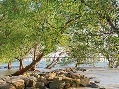 -宝安西湾红树林湿地公园