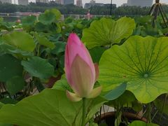 -莲花池公园