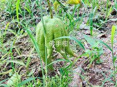 -世间香境·七溪地