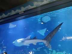 -烟台海昌鲸鲨海洋公园