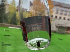 -长白山万达喜来登度假酒店