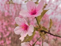 -顾村公园