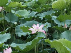 -荔湾湖公园