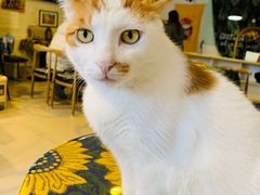 -平行世界·猫咖(首经贸店)