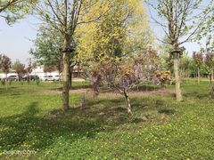 -甜心庄园·甜心草莓采摘园(西青中北店)