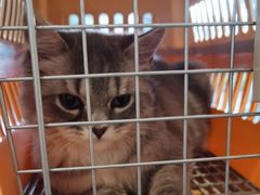 -御宝贝·A梦猫科宠物医院(国际猫友好医院)