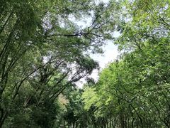 -番禺大夫山森林公园