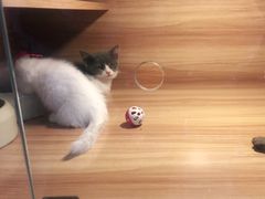 -喵百万·布偶·蓝金金渐层英短·猫舍(百子湾店)