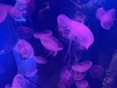 -迪拜水族馆及水下动物园