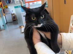 -小伙伴宠物医院•急重症转诊中心·老年专科·犬猫全科(北大街总院)