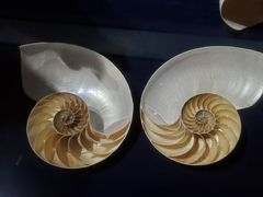 -青岛贝壳博物馆